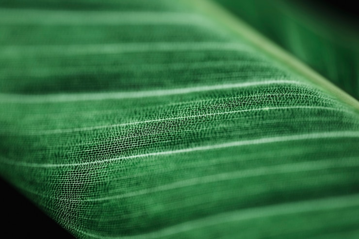 Free Photo detail of a green leaf