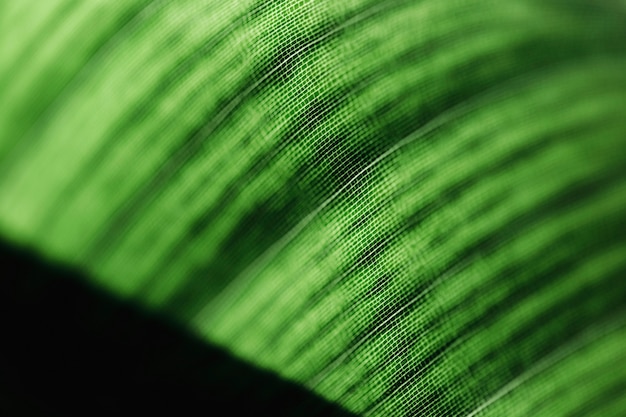 Detail of a green leaf