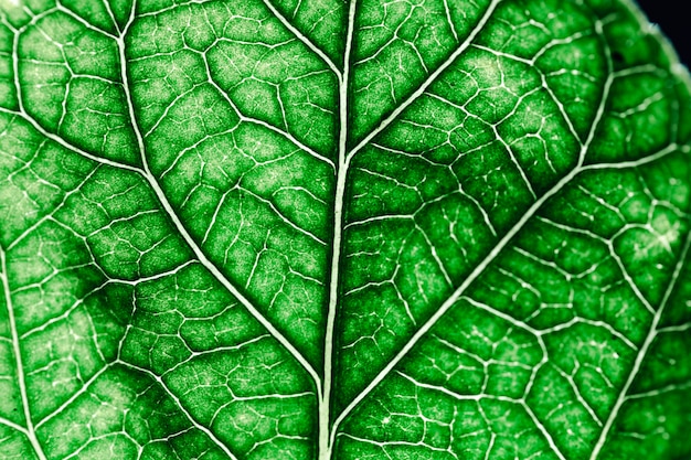 Detail of a green leaf