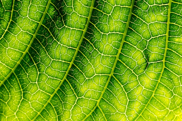 Free photo detail of a green leaf