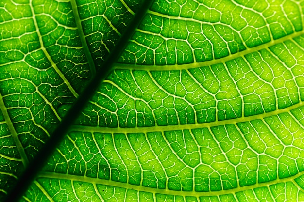 Detail of a green leaf