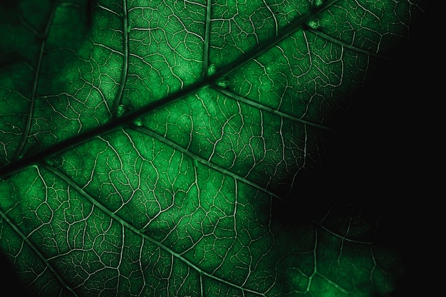 Foto gratuita dettaglio di una foglia verde