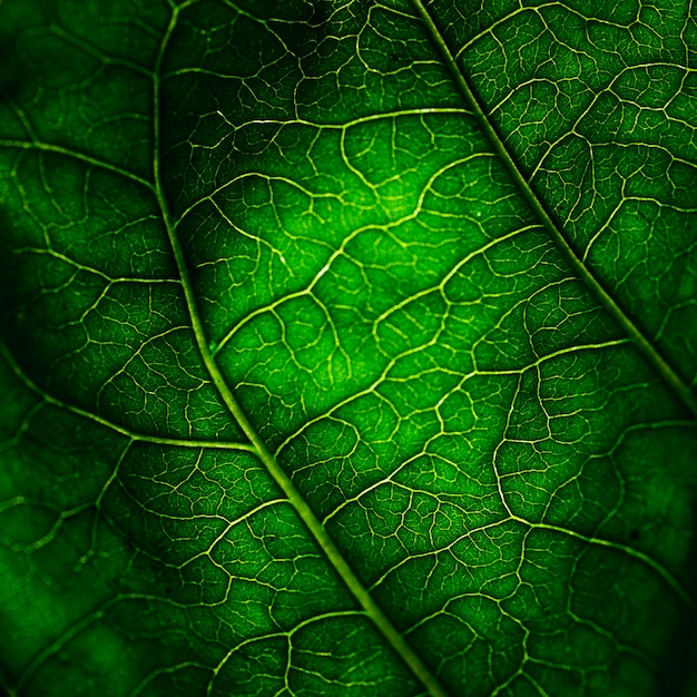 Free photo detail of a green leaf