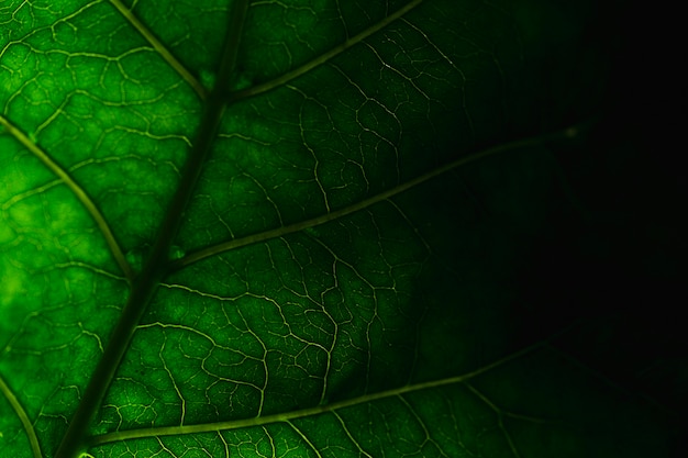 Деталь зеленых листьев
