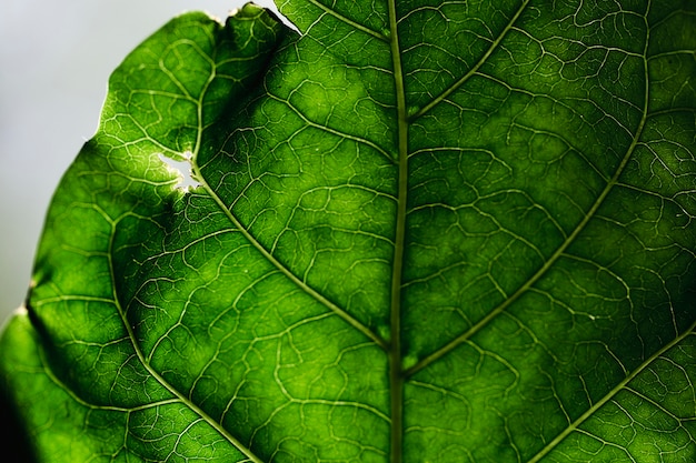 Detail of a green leaf