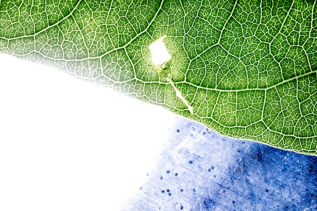 Detail of a green leaf