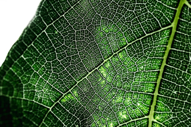 Free photo detail of a green leaf