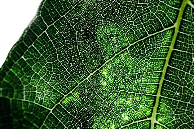 Detail of a green leaf