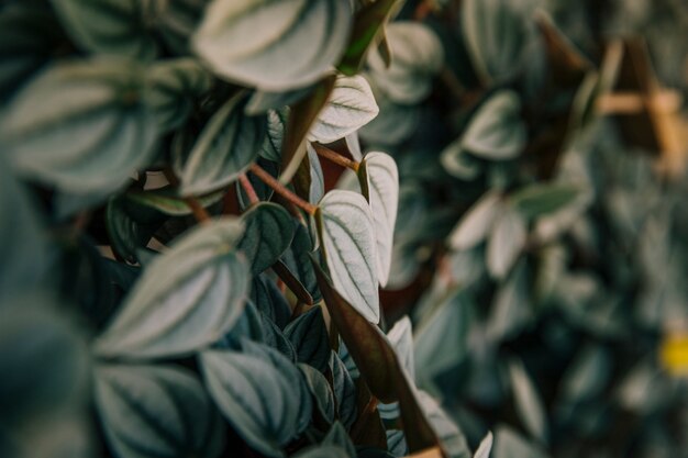 Detail of green leaves with selective focus