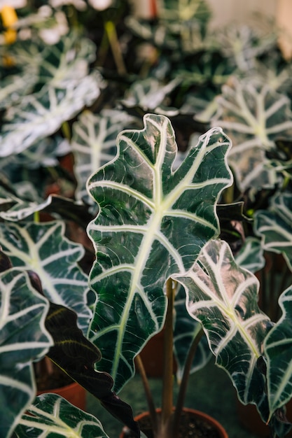 Free photo detail of green leaves with white veins