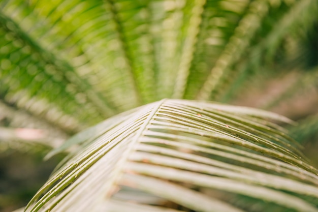 Detail of green palm leaves background