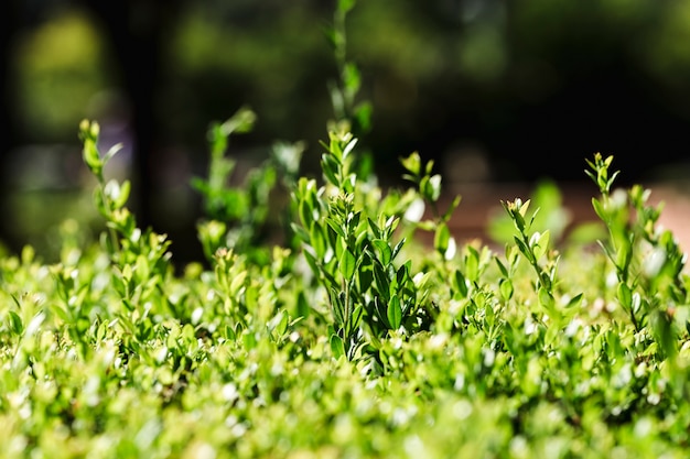 Detail of group of green leaves