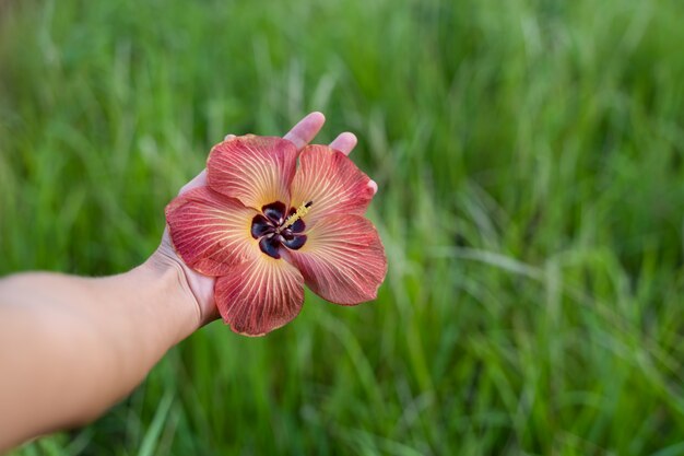 Detail of a hand holding an exotic flower open in the middle of a green field