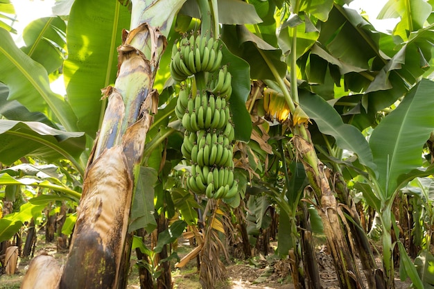 ルクソール​エジプト​の​バナナ​農園​の​詳細