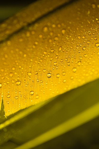 Бесплатное фото Деталь желтого пера с каплями воды