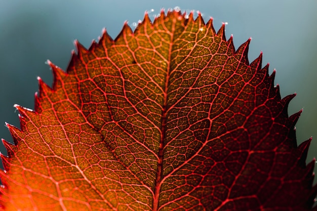 Detail of an orange leaf