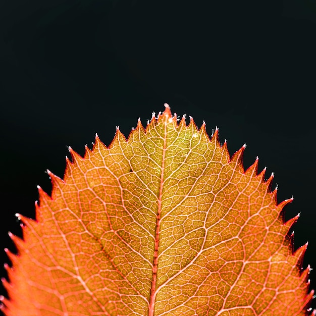 Free photo detail of an orange leaf