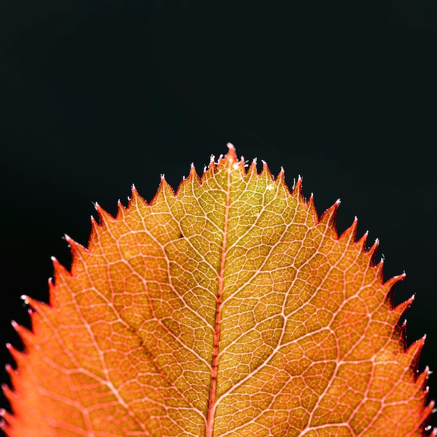 Foto gratuita dettaglio di una foglia arancione