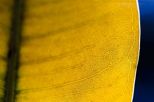 Detail of an orange leaf