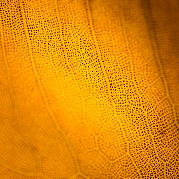 Detail of an orange leaf