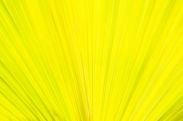 Detail of palm leaves yellow background