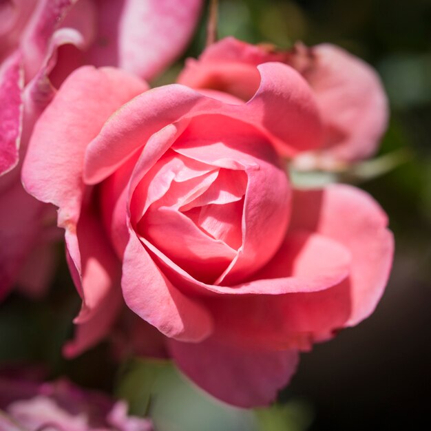 Detail of a pink rose