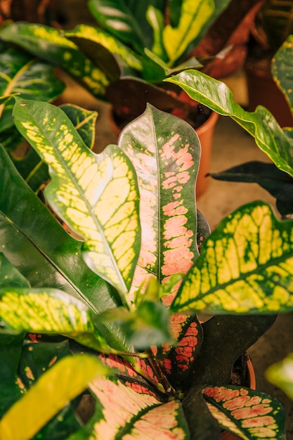 Detail of plant leaves in the pot