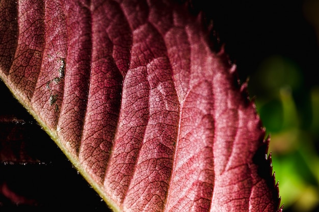 Detail of a Red Leaf – Free Stock Photo Download