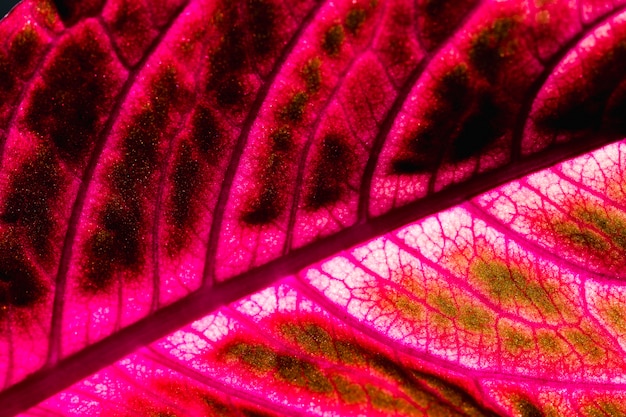 Detail of a red leaf