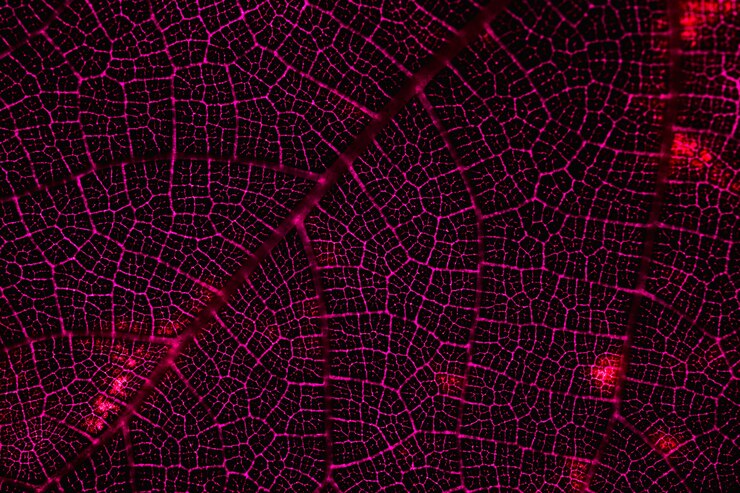 Free Photo detail of a red leaf