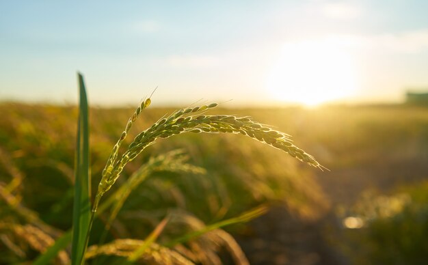 초점이 농장과 발렌시아에서 석양 쌀 식물의 세부 사항. 식물 씨앗의 쌀 곡물.