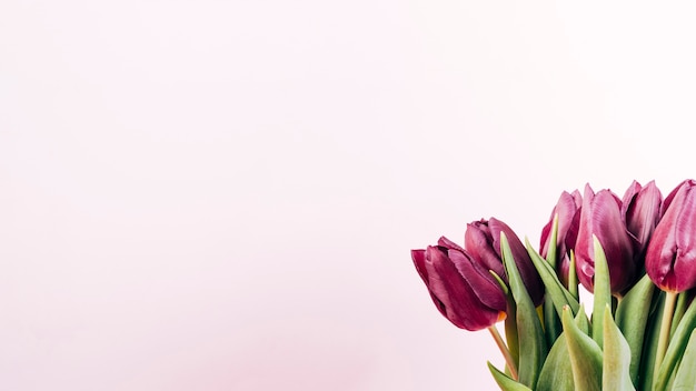 Detail shot of fresh tulips on colored background