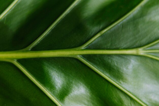 Detail shot of green leaf vein