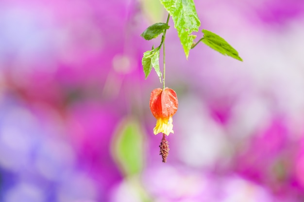 植物の詳細ショット自然の背景を超えて