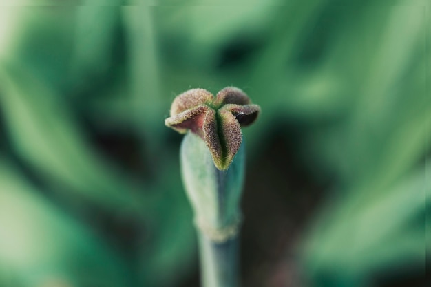 Detail of a tulip flower bud