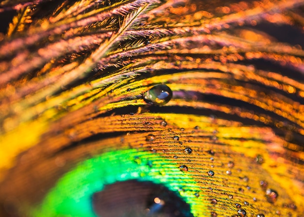 Detail of water droplets on the peacock feather