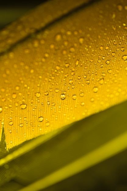 Free photo detail of yellow feather with water drops