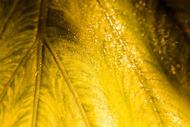 Free photo detail of a yellow leaf