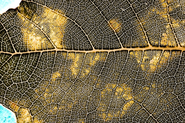 Detail of a yellow leaf