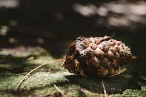 Free photo detailed close up view of pine cone