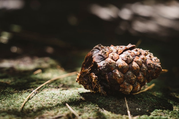 Detailed close up view of pine cone