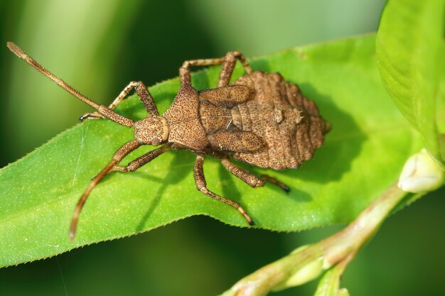 Detailed closeup shot of a nymph of the Dock bug on a green leaf