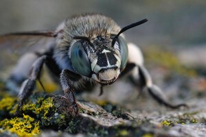 無料写真 青い縞模様の蜂、amegillaalbigenaの詳細な顔のクローズアップ
