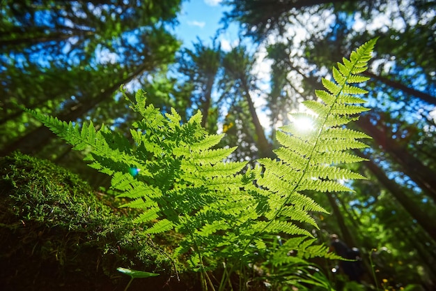 Детальный снимок красивого листа папоротника, освещенного солнечными лучами Яркие весенние солнечные лучи сияют сквозь зеленые листья папоротника в глубине живописного соснового леса в горах