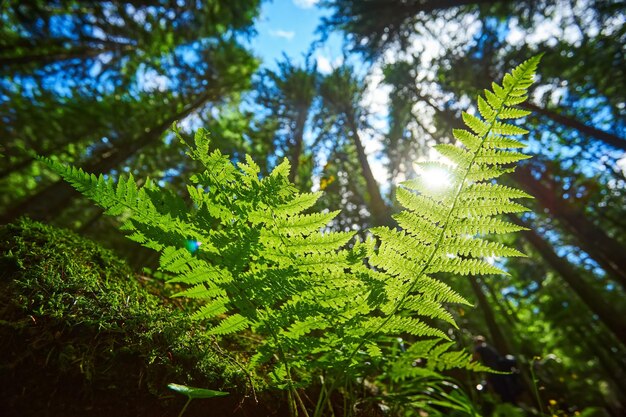 Detailed shot of a beautiful fern leaf illuminated by sunbeams Bright spring sunbeams shine through the green leaves of ferns in the depths of a picturesque pine forest in the mountains