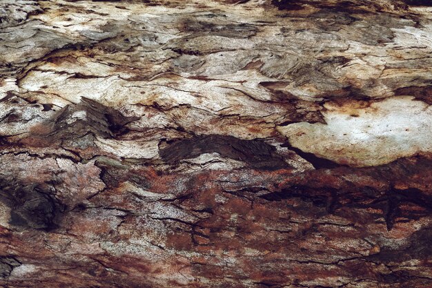 Detailed texture of tree wood