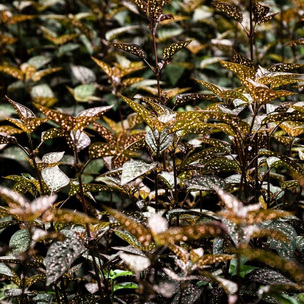 Detailed tropical leaves closeup