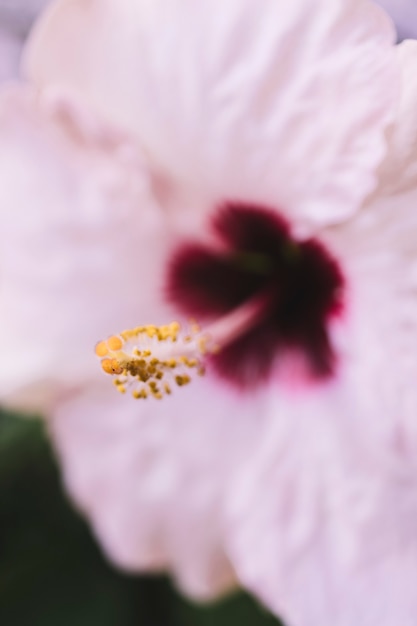 Detailed view of a pink flower