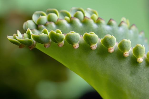 Kalanchoe laetivirens 종의 십자화과 식물의 잎의 세부 사항