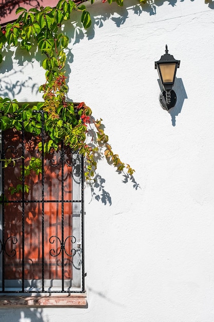 Details of an old house a window with a lattice covered with ivy on a white plastered wall Mediterranean region Idea for background about travels and houses